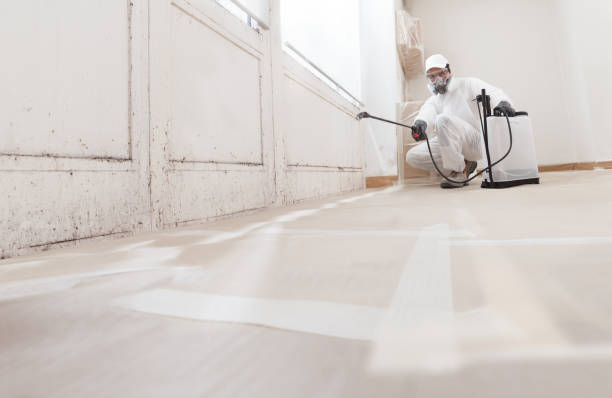 24/7 Emergency Basement Mold Removal experts in Winter Garden, FL