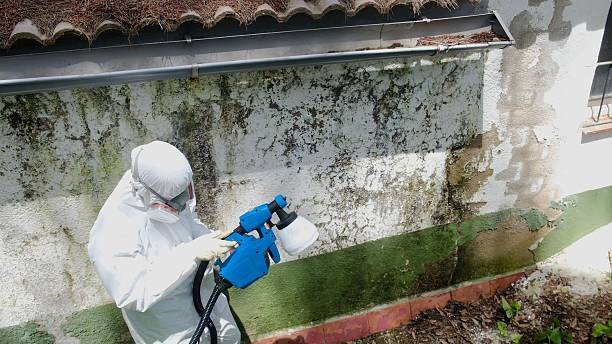 Top rated local Basement Mold Removal specialists in Winter Garden, FL